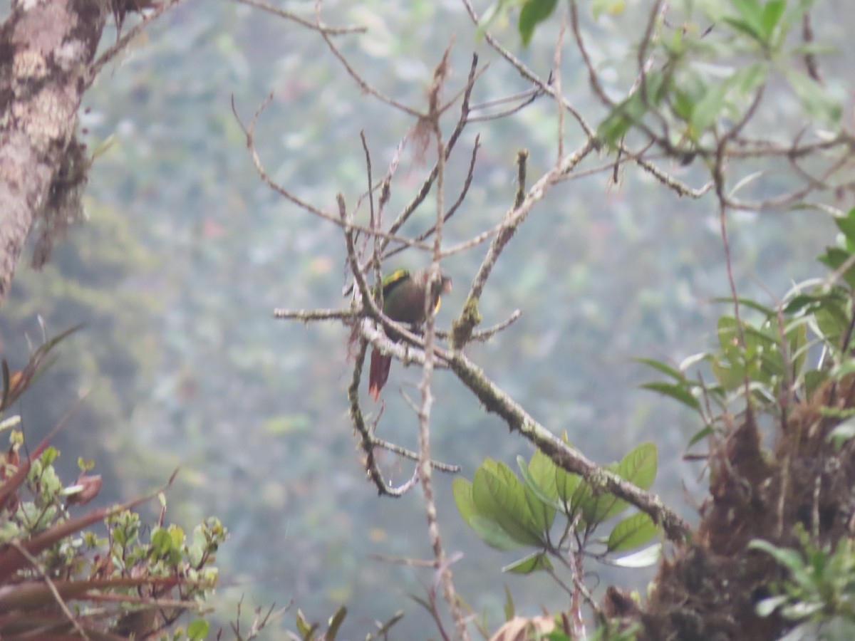 Brown-breasted Parakeet - Cristian Cufiño