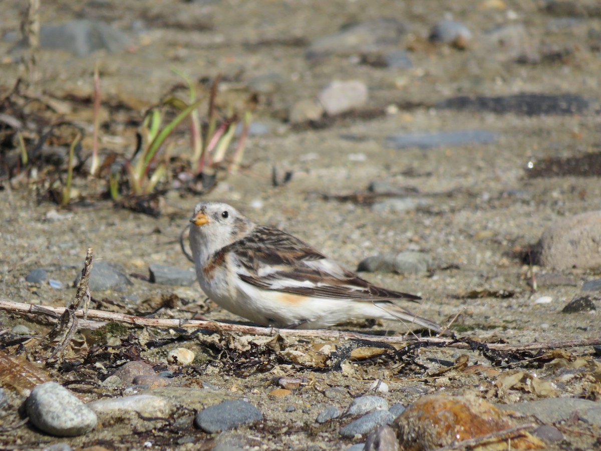 Snow Bunting - ML617337112