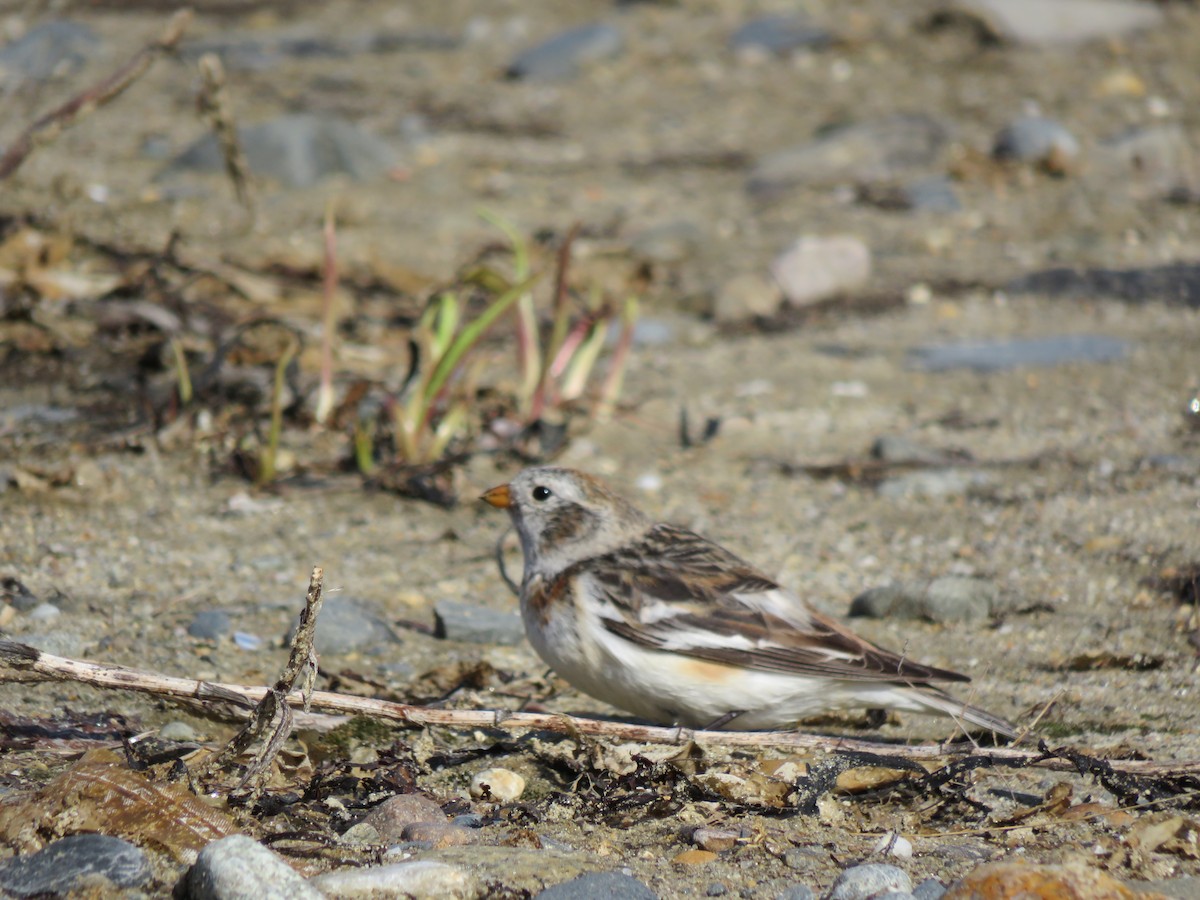 Snow Bunting - ML617337113