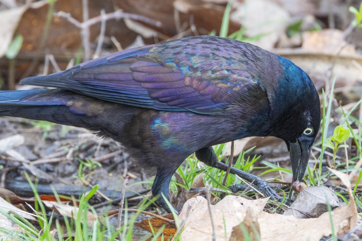 Common Grackle - Mary Thurmond