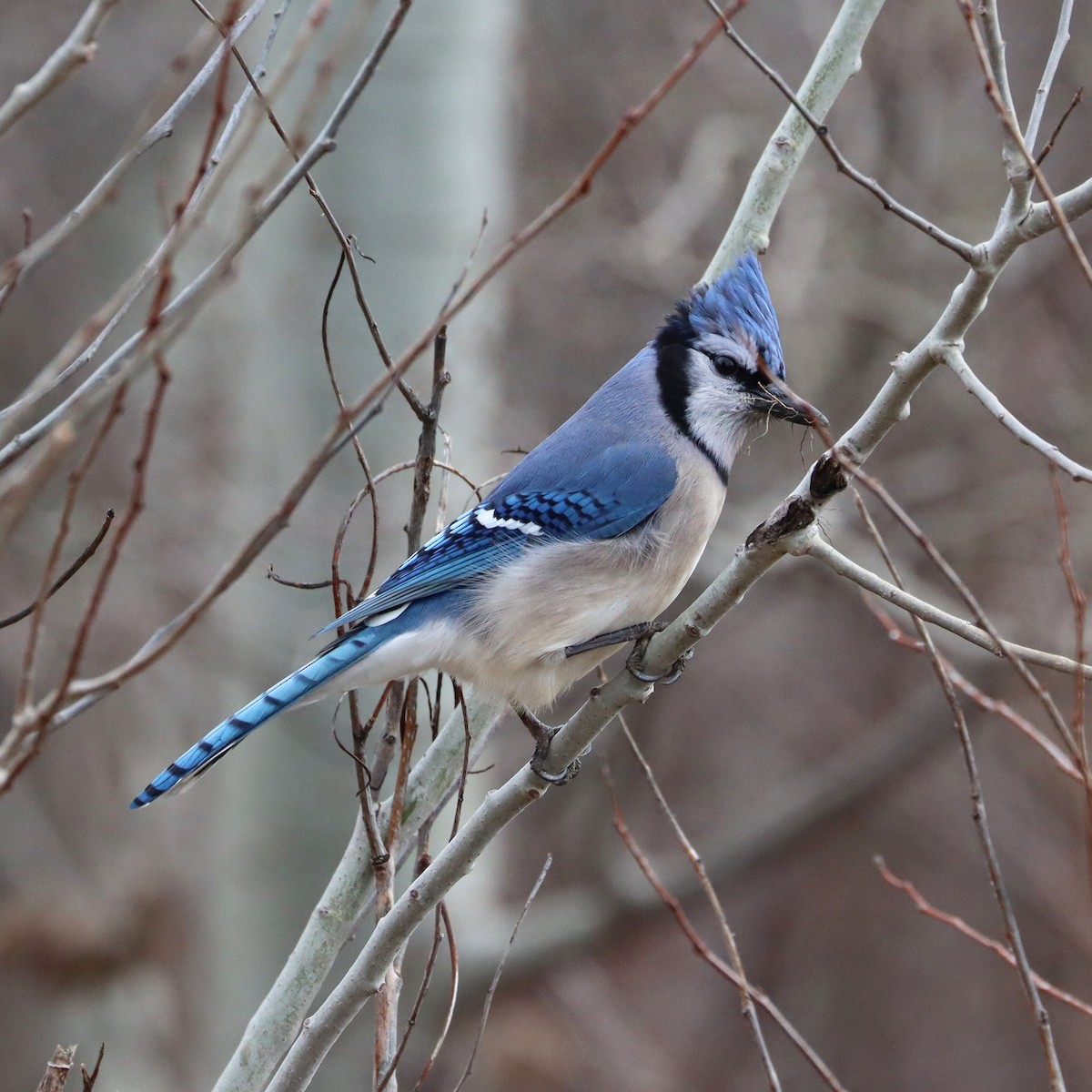 Blauhäher - ML617337167