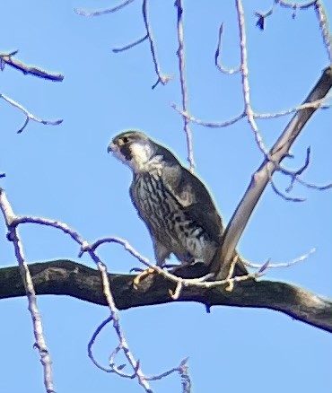 Peregrine Falcon - ML617337177