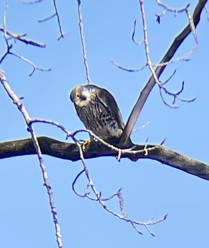 Peregrine Falcon - ML617337180