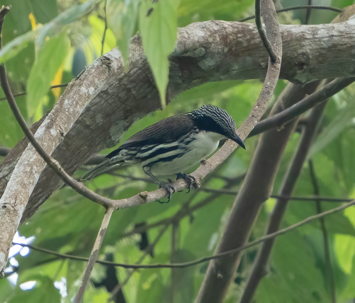 Rhabdornis à tête striée - ML617337181