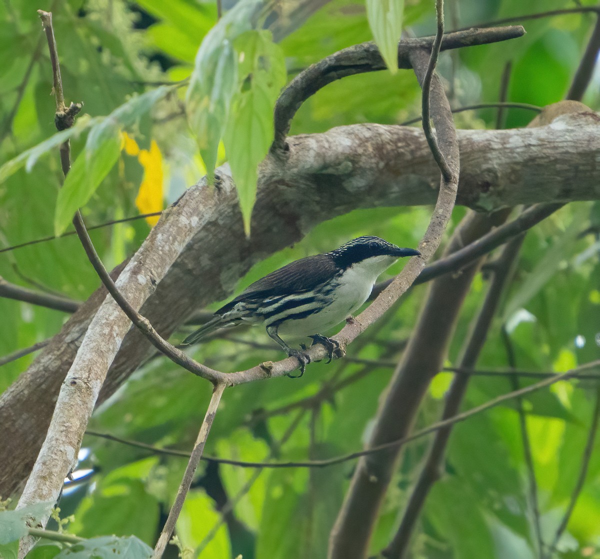 Rhabdornis à tête striée - ML617337183