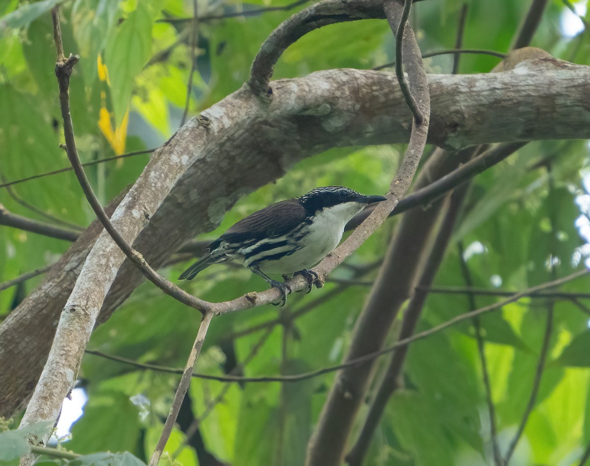 Rhabdornis à tête striée - ML617337184