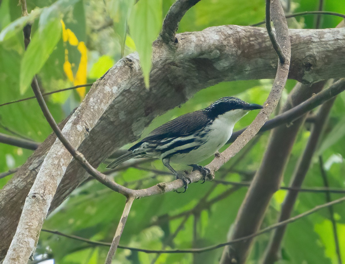 Rhabdornis à tête striée - ML617337185