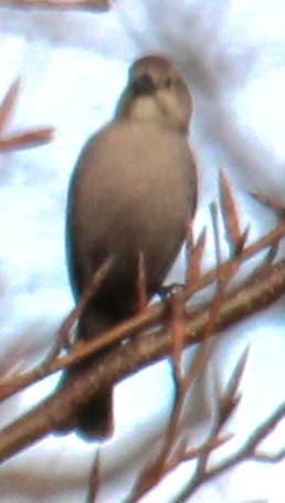 Brown-headed Cowbird - ML617337218