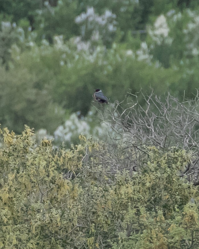 Lewis's Woodpecker - ML617337341