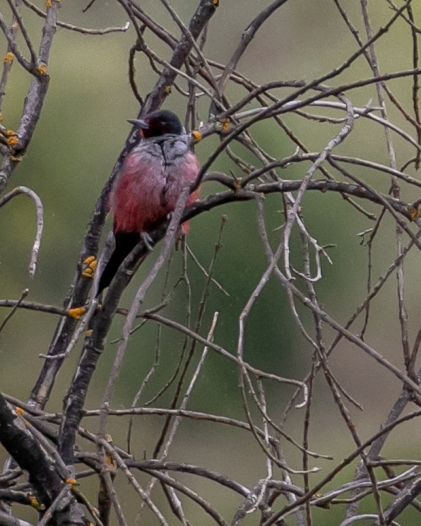 Lewis's Woodpecker - ML617337368