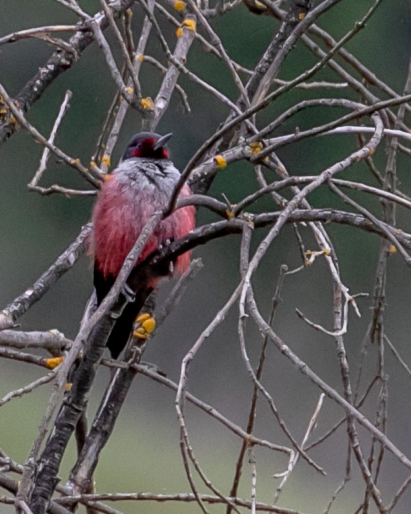 Lewis's Woodpecker - ML617337369