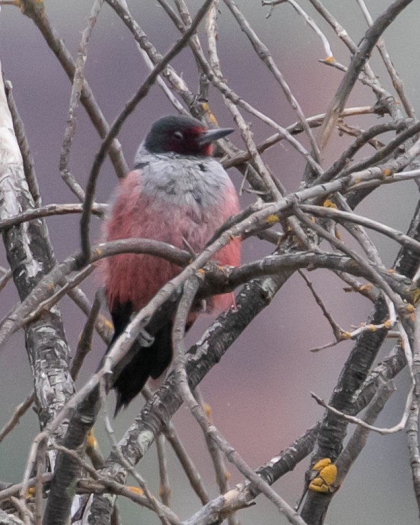Lewis's Woodpecker - ML617337370