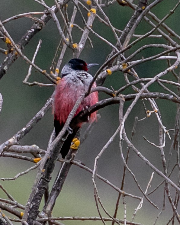 Lewis's Woodpecker - ML617337371