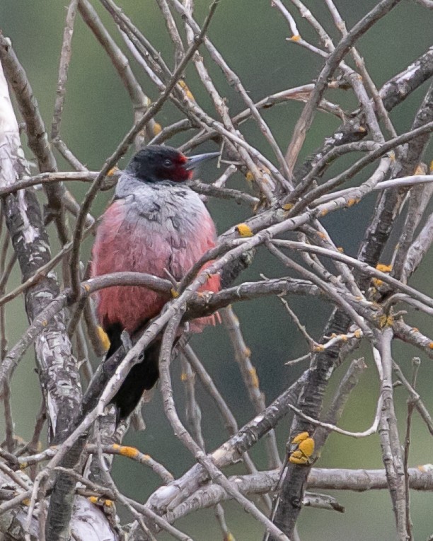 Lewis's Woodpecker - ML617337372