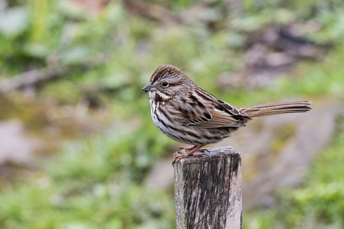 Song Sparrow - ML617337412