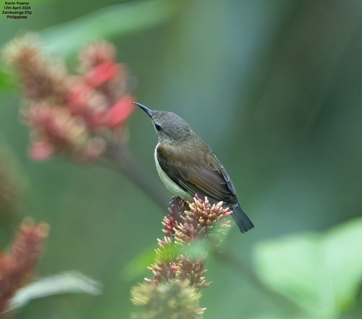 Handsome Sunbird - Kevin Pearce