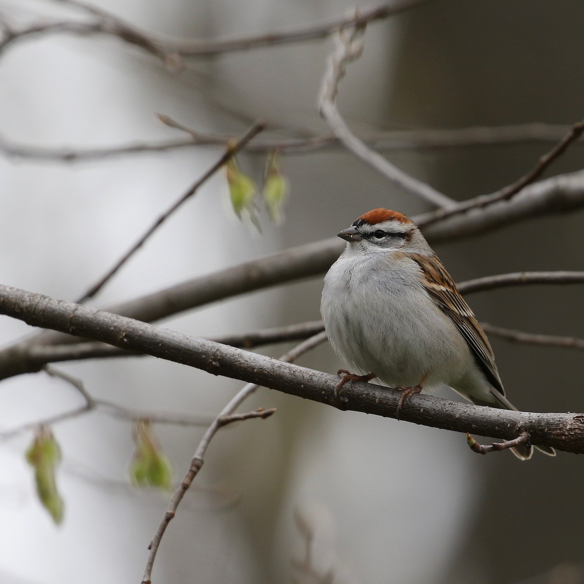 Chipping Sparrow - ML617337453