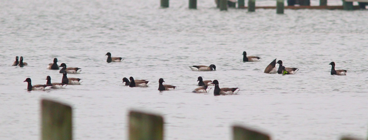 Brant - ML617337513