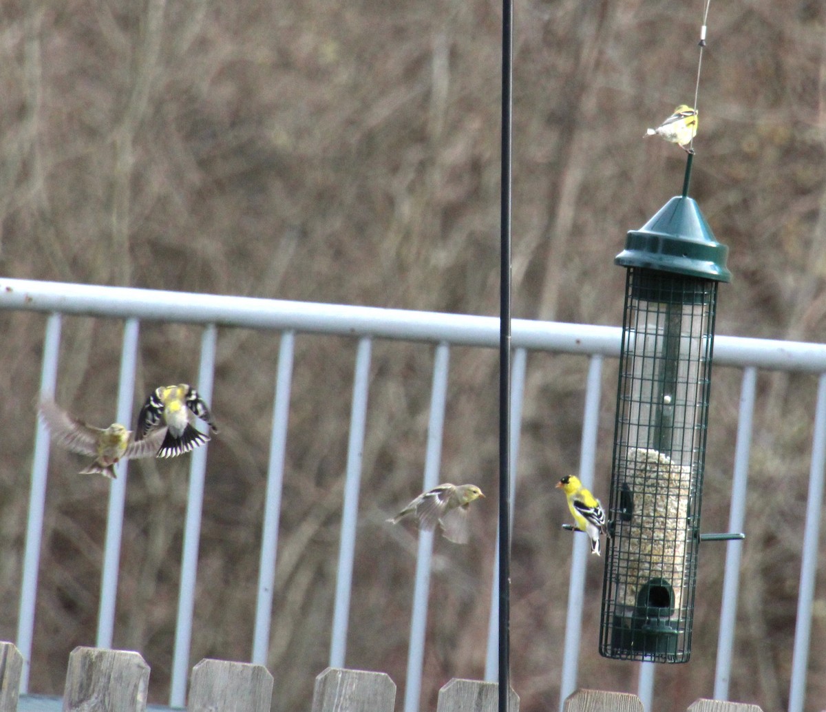 American Goldfinch - ML617337566