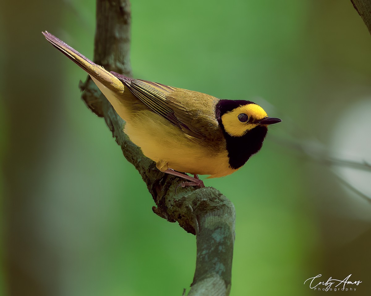 Hooded Warbler - ML617337718