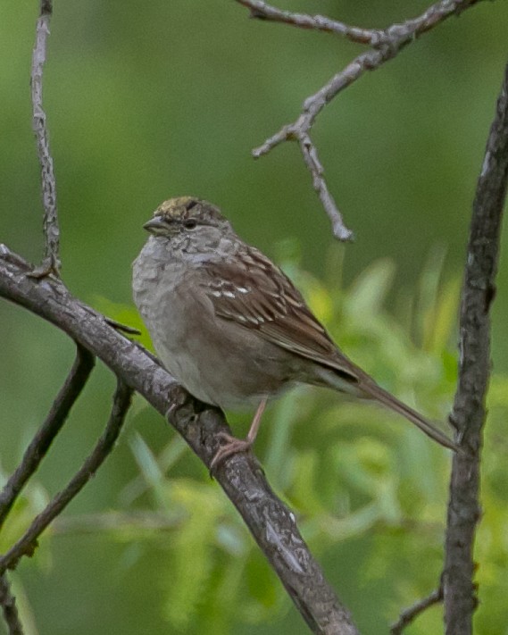Golden-crowned Sparrow - ML617337731