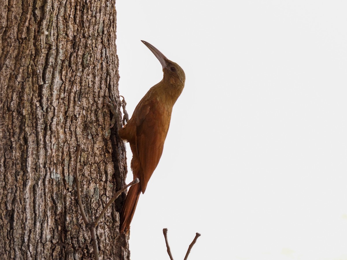 Great Rufous Woodcreeper - Anonymous