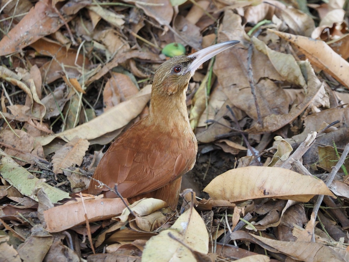 Great Rufous Woodcreeper - Anonymous