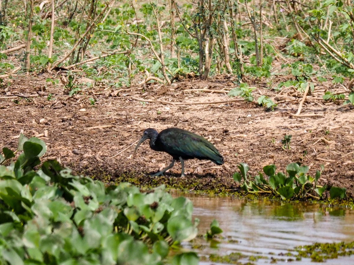 ibis zelený - ML617337741