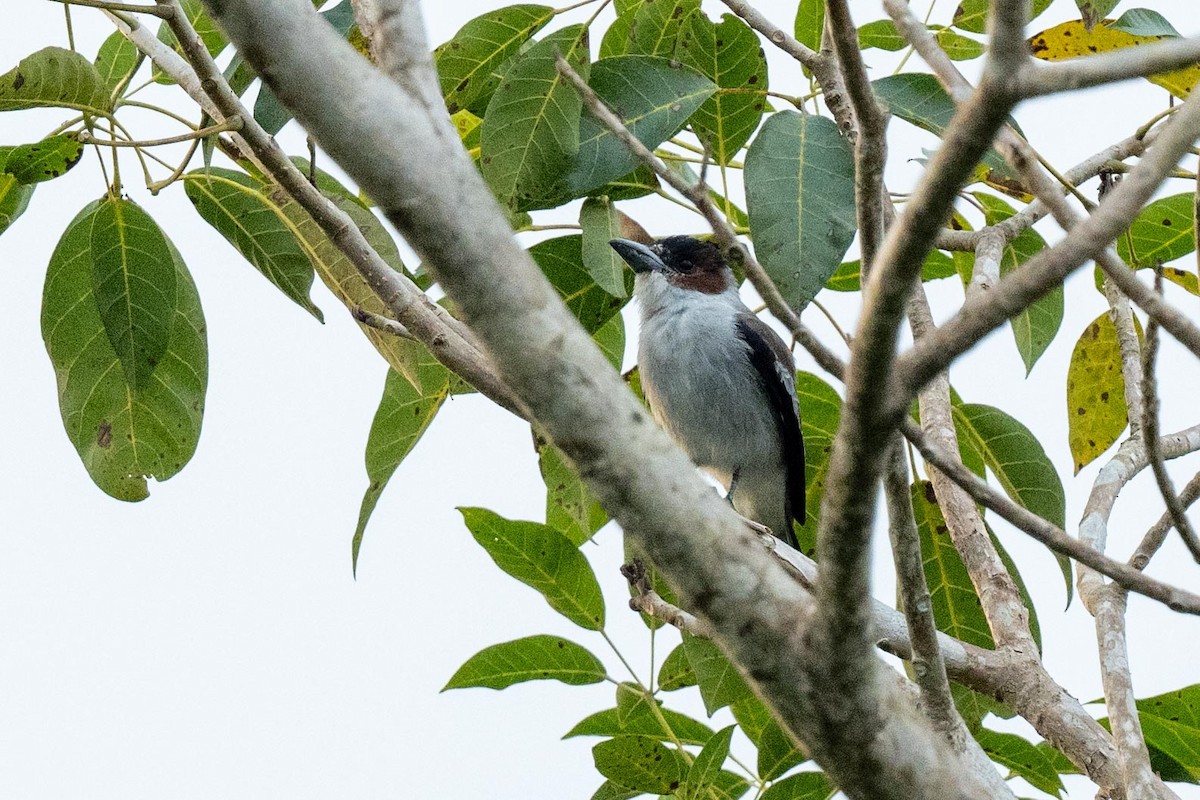 Black-crowned Tityra - ML617337783