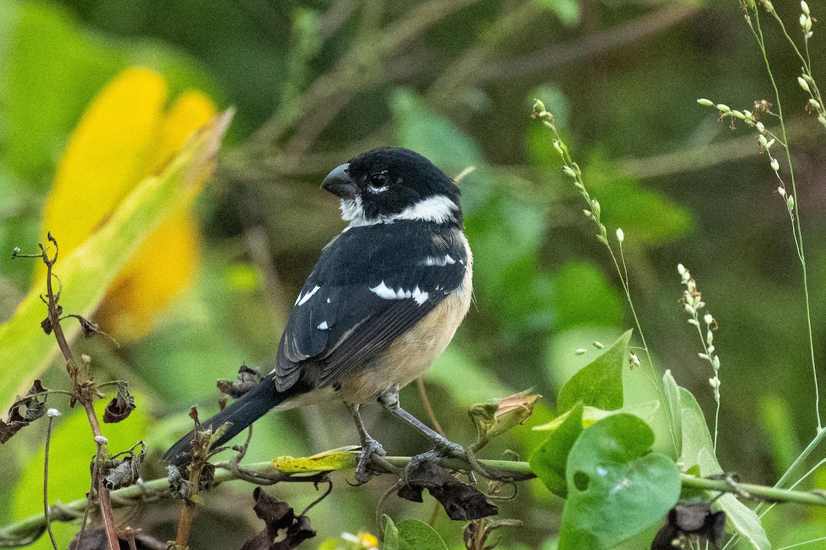 Morelet's Seedeater - Jamie Vidich