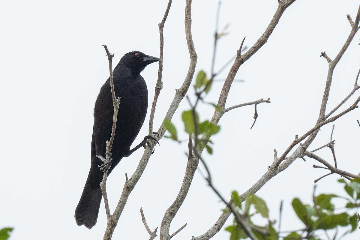 Giant Cowbird - ML617337818