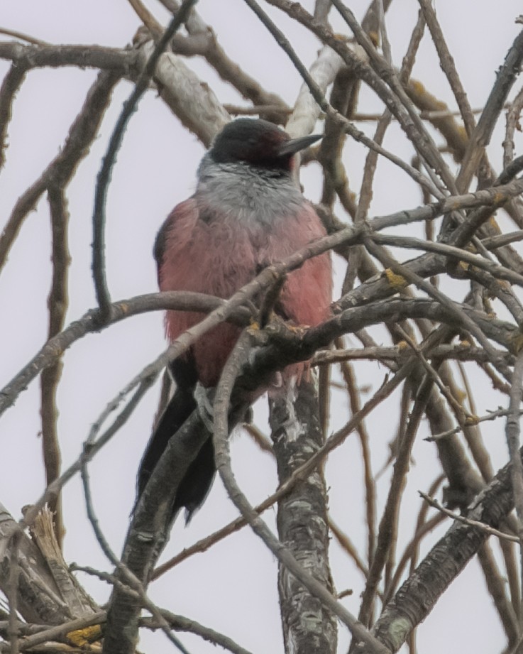 Lewis's Woodpecker - ML617337826