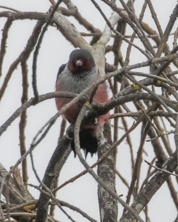 Lewis's Woodpecker - ML617337827