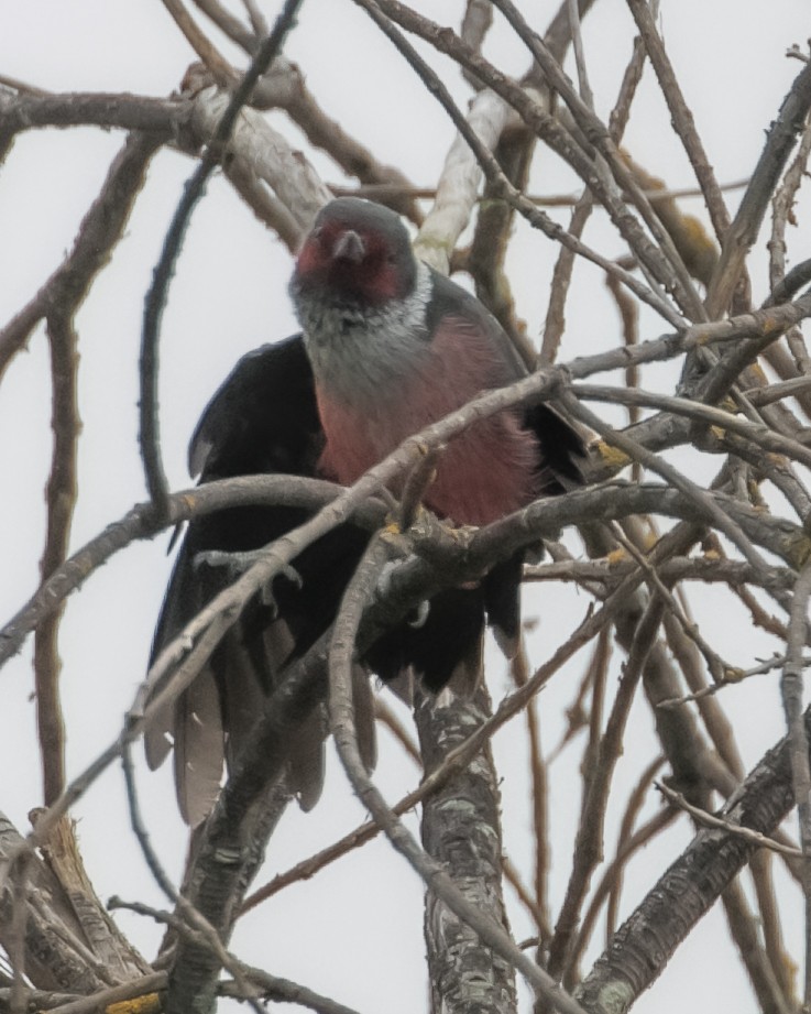 Lewis's Woodpecker - ML617337828