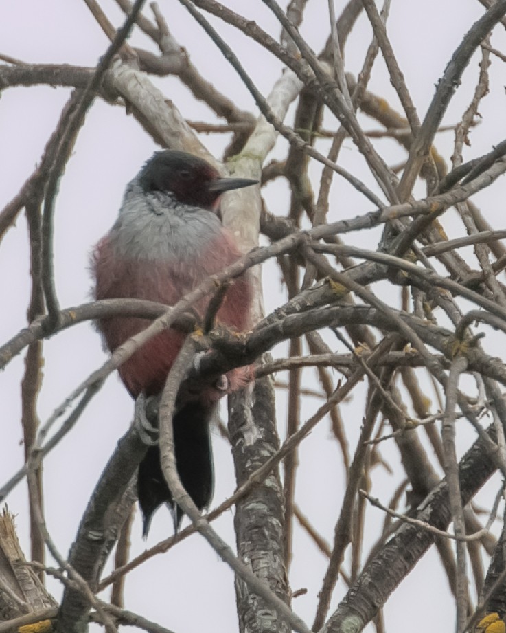 Lewis's Woodpecker - ML617337829