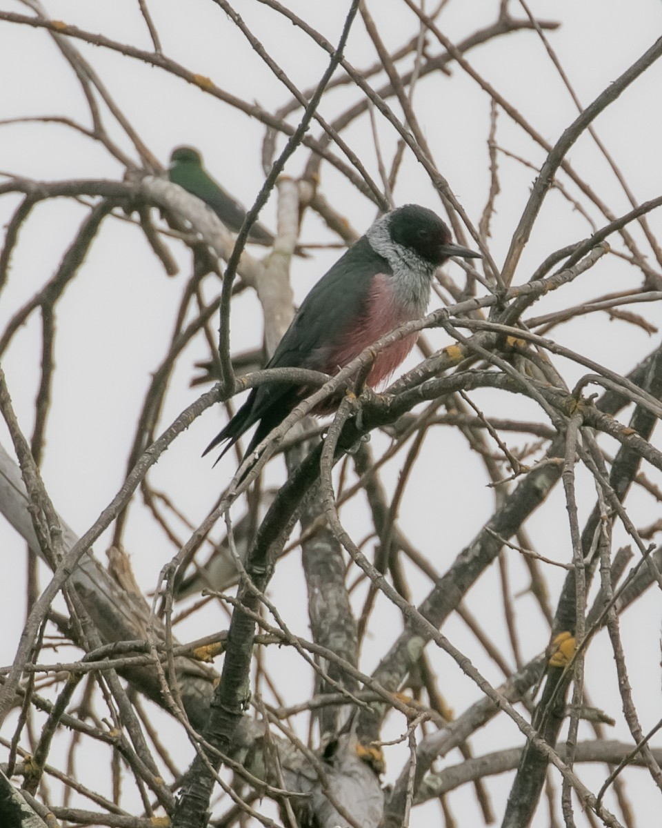 Lewis's Woodpecker - ML617337830