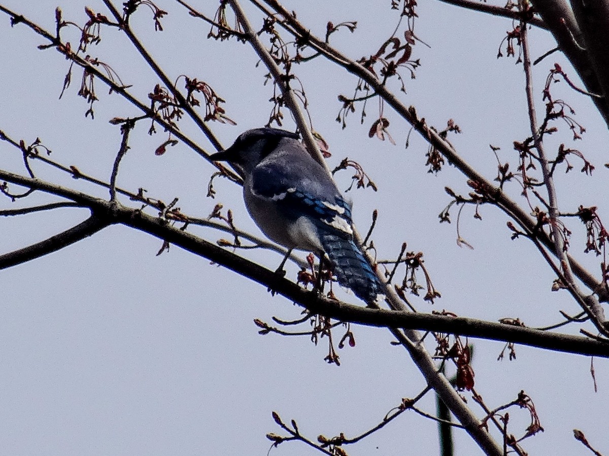 Blue Jay - ML617337831