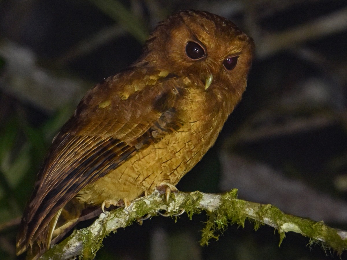 Rufescent Screech-Owl - ML617337840