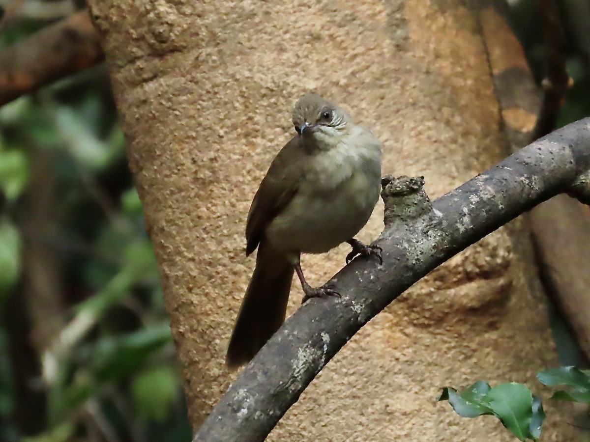 Streak-eared Bulbul - ML617337846