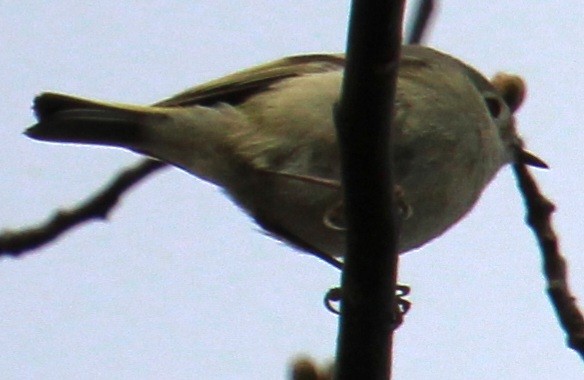 Ruby-crowned Kinglet - ML617337871