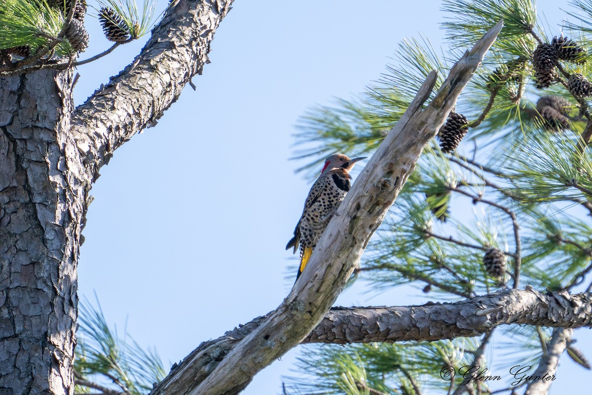 Northern Flicker - Charles Gunter