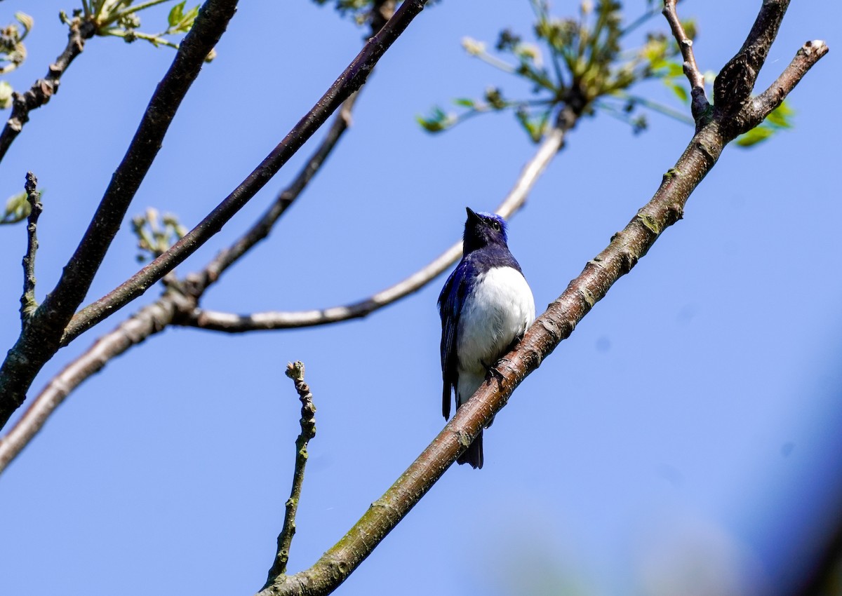 Blue-and-white Flycatcher - ML617337875