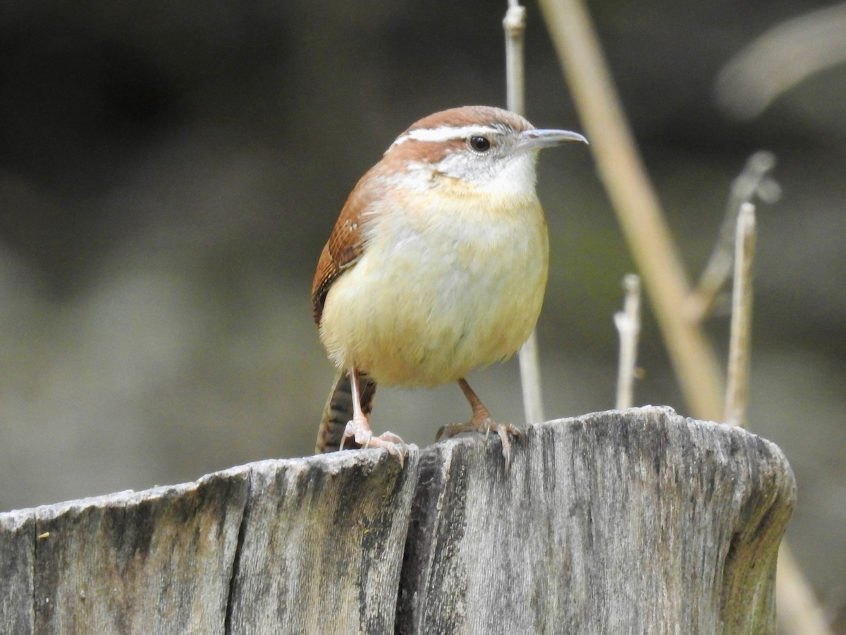 Carolina Wren - ML617337877