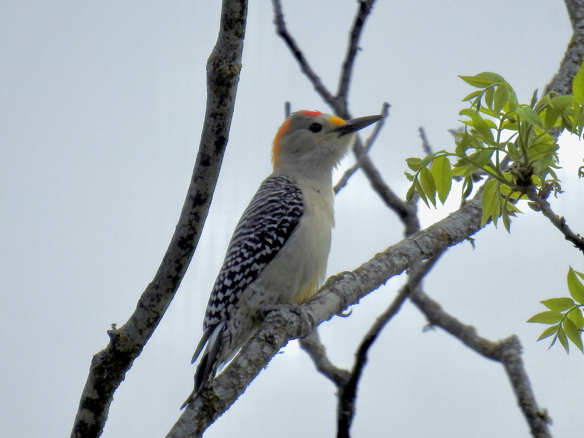 Golden-fronted Woodpecker - ML617337883