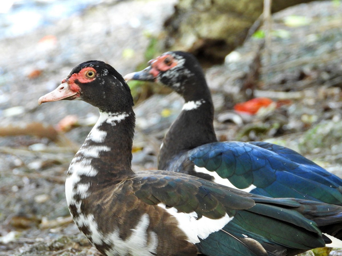 Muscovy Duck - Manuel Pérez R.