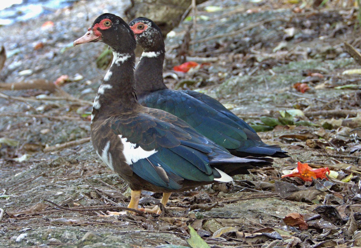 Muscovy Duck - Manuel Pérez R.