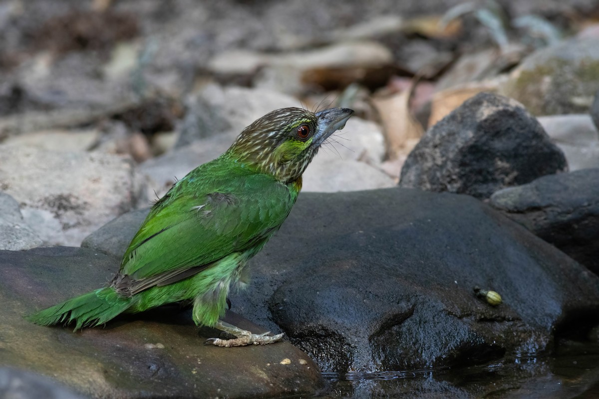 Grünohr-Bartvogel - ML617337889