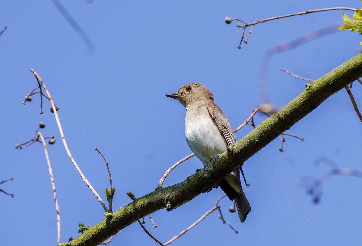 Blue-and-white Flycatcher - ML617337909