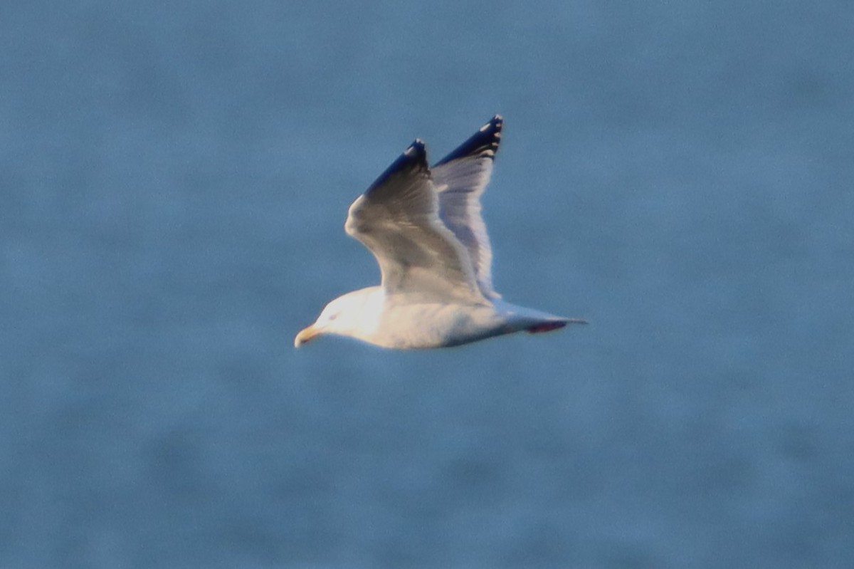 Herring Gull - ML617337911