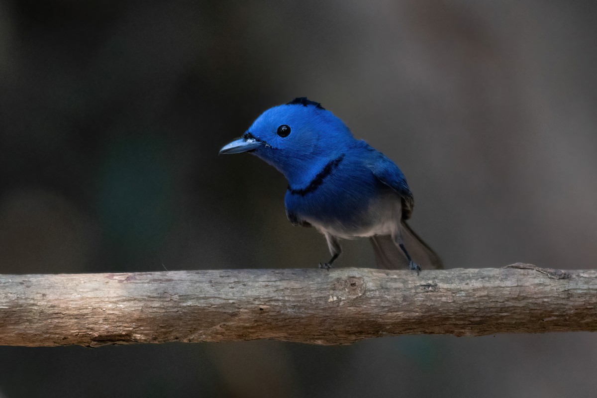 Black-naped Monarch - ML617337935